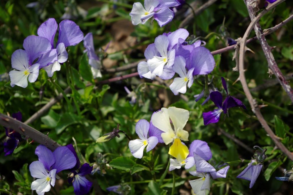 Violeta de Munby