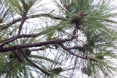 Pinus arizonica
