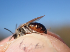 Andrena ventralis