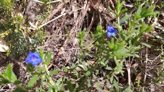 Glandora prostrata lusitanica