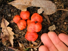 Leratiomyces erythrocephalus
