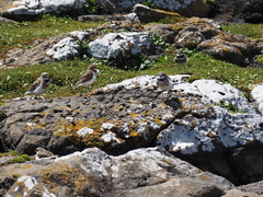 Charadrius bicinctus exilis