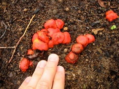 Leratiomyces erythrocephalus