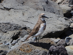 Charadrius bicinctus exilis