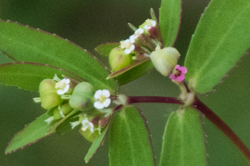 hyssop spurge
