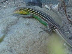Cnemidophorus ruatanus