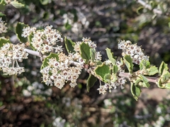 Ceanothus perplexans