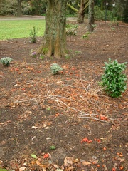 Leratiomyces erythrocephalus