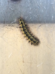 Lophocampa argentata