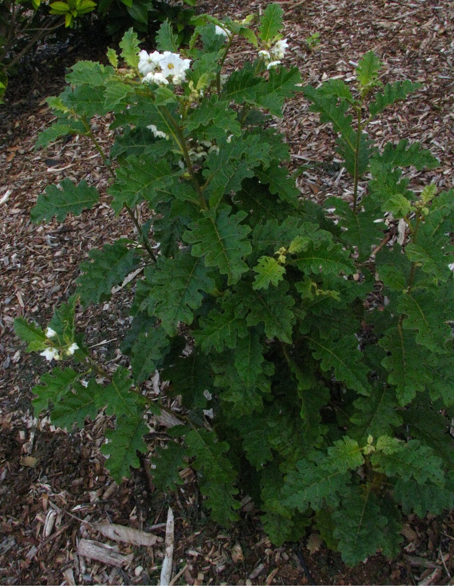 Solanum incompletum