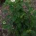 Solanum incompletum - Photo (c) David  Eickhoff, algunos derechos reservados (CC BY)