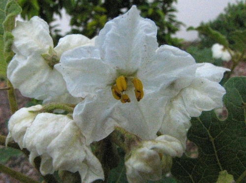 Solanum incompletum