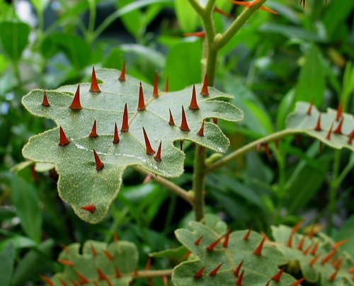 Solanum incompletum
