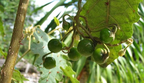 Solanum incompletum