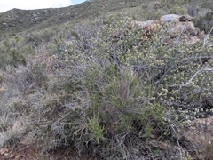 Ceanothus perplexans