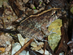 Craugastor aurilegulus