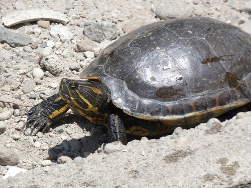 Shiv Turtle STRI Research Portal Detailed Collection Record Information