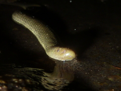 Hydromorphus concolor