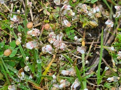 Draba praecox