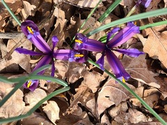 Iris reticulata