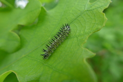 Periclista pubescens