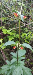 Scrophularia sambucifolia