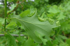 Macrodiplosis pustularis