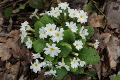 Primula vulgaris rubra