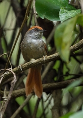 Synallaxis ruficapilla