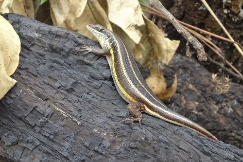 African Five-lined Skink