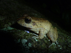 Craugastor aurilegulus