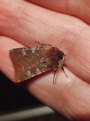 Cerastis tenebrifera