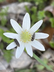 Acmaeodera neglecta