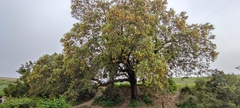 Quercus rotundifolia