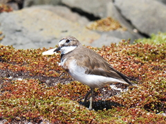 Charadrius bicinctus exilis