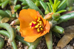 Portulaca suffrutescens