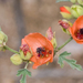Caliche Globemallow - Photo (c) BJ Stacey, some rights reserved (CC BY-NC), uploaded by BJ Stacey