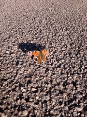 Aglais io