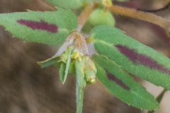 Euphorbia rayturneri