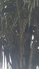 Astrocaryum aculeatum