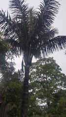 Astrocaryum aculeatum