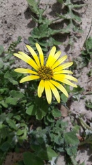 Arctotheca calendula