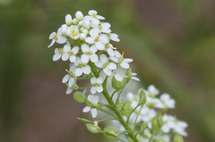 Lepidium thurberi