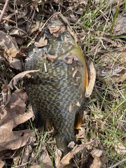 Lepomis gibbosus × cyanellus
