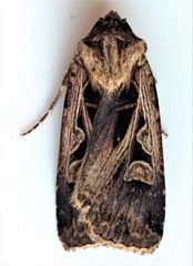Feltia subgothica