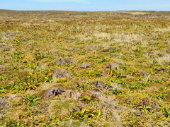 Bulbinella rossii