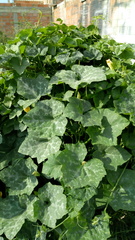 Cucurbita maxima