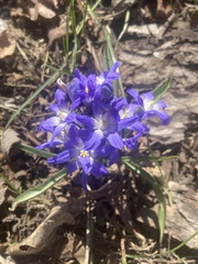 Scilla forbesii
