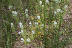 Lepidium thurberi