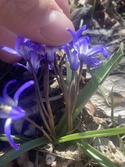 Scilla forbesii